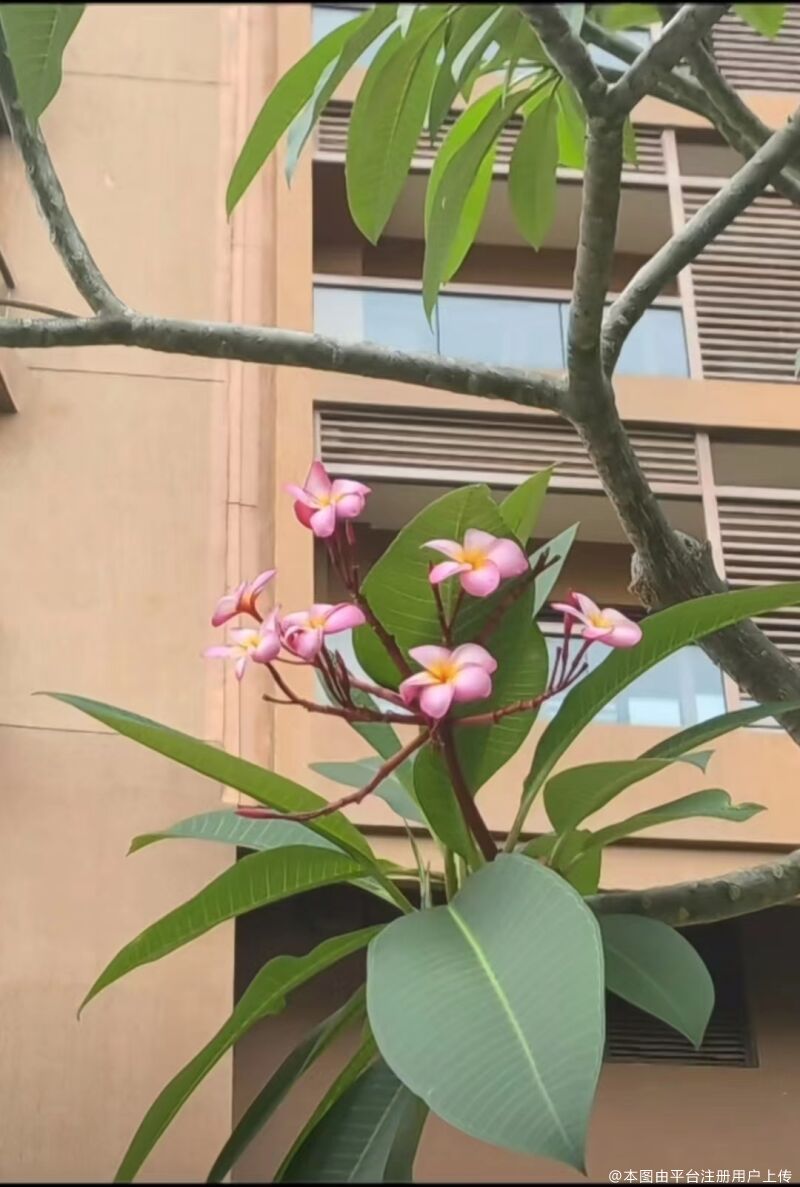 花落已飘