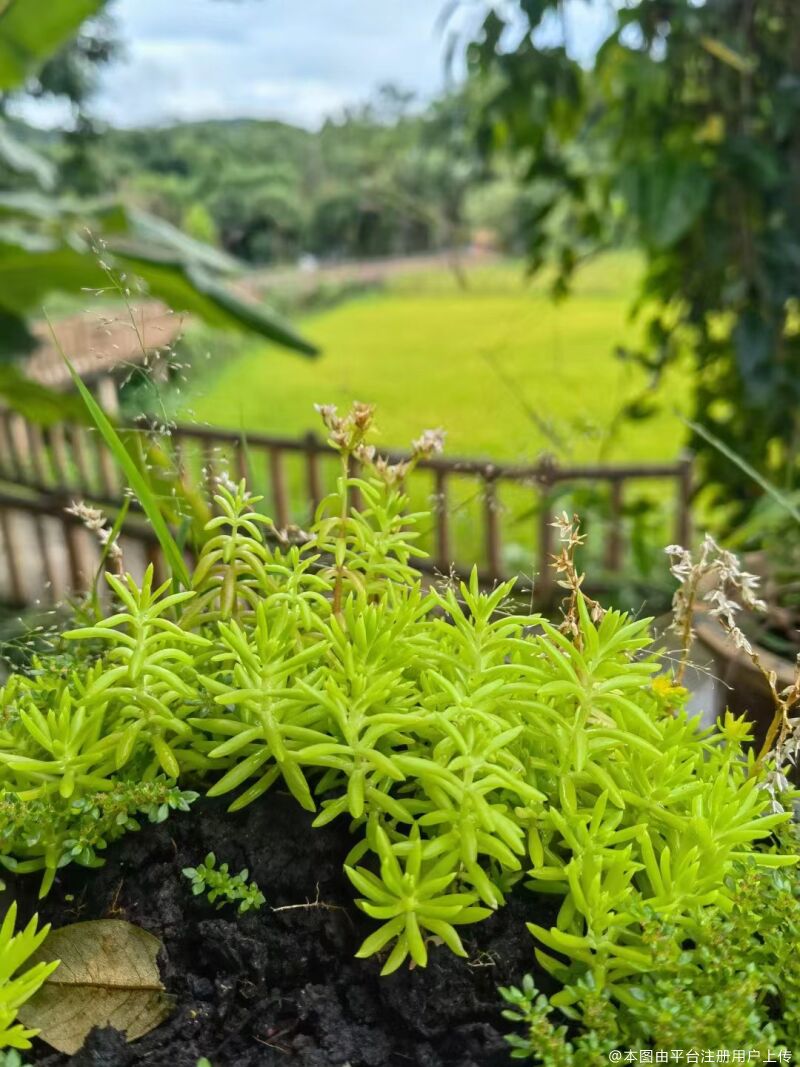 如花如画