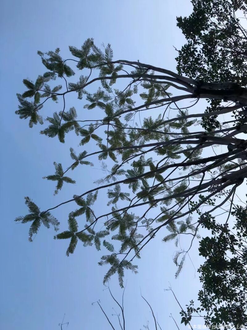 往事埋风中