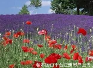 自由自在的鱼