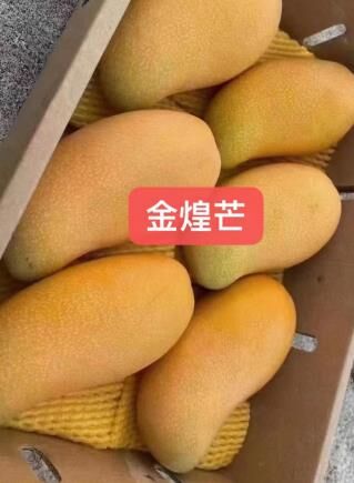 夏末未至允奈