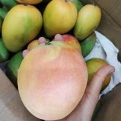 夏日芒果味
