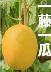 可爱娃娃