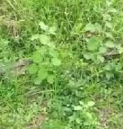 柠檬汽水