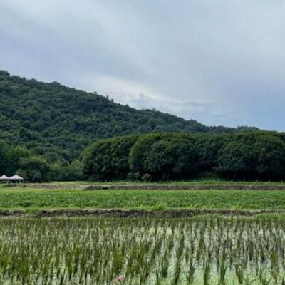 田间放风