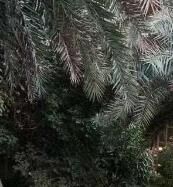 兰陵玩是谁