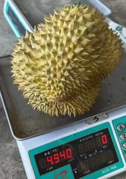 天际征鸿