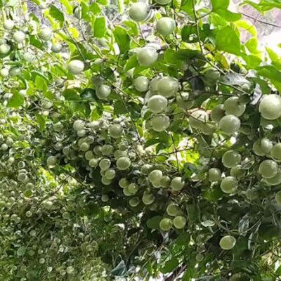 满满的维C