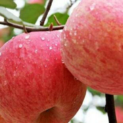 好运莲莲