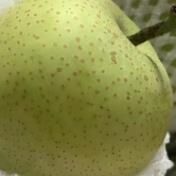 黑美人西瓜