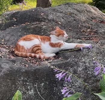 花猫晒太阳