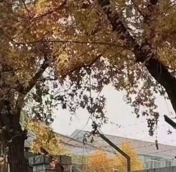 时来运转