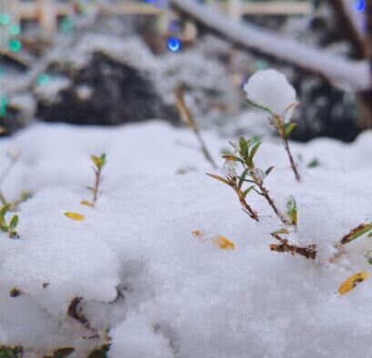 日雪兆丰年