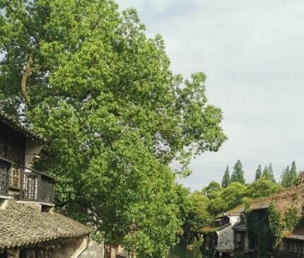 寻山花烂漫时